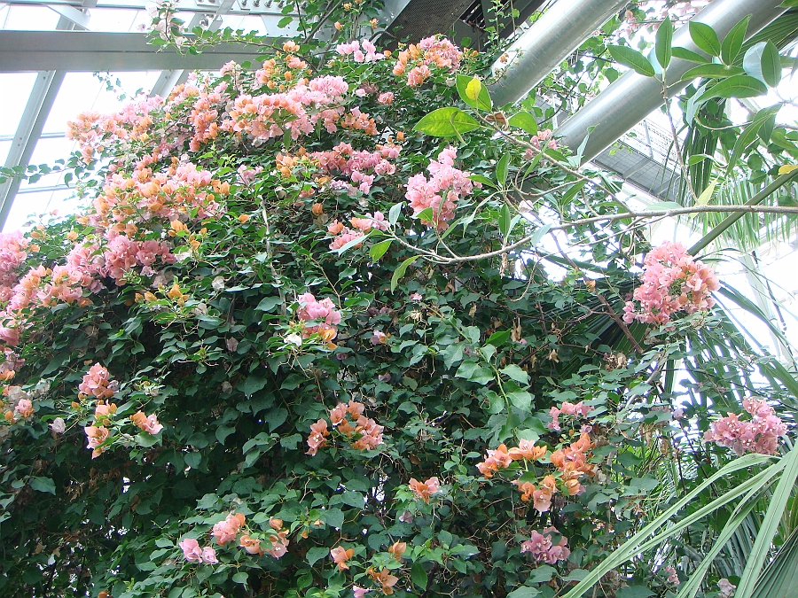 Washington DC [2009 July 04] 193.JPG - Scenes from The United States Botanic Garden